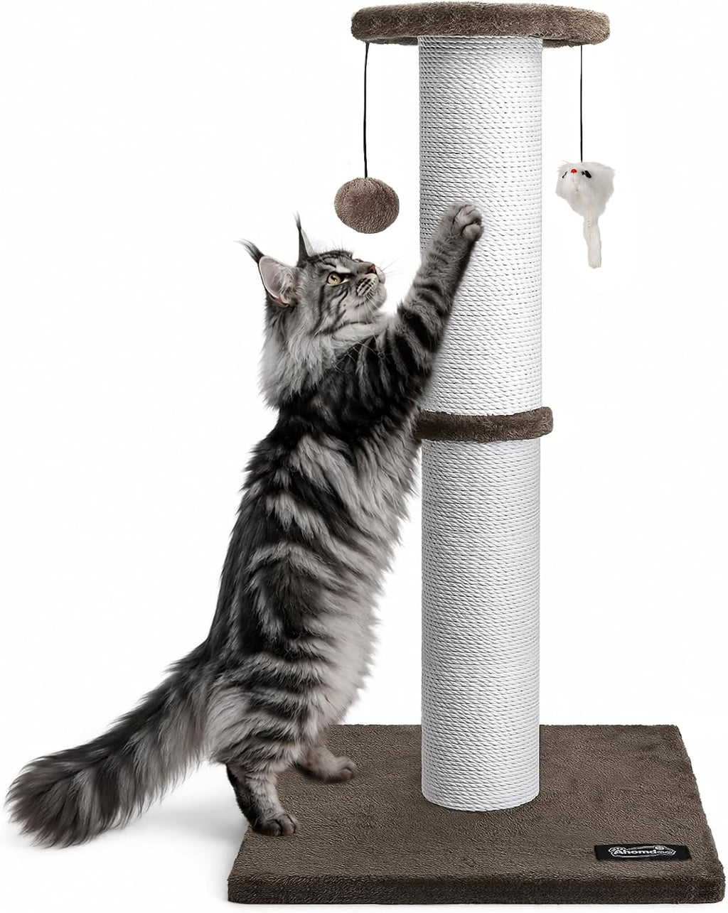 The cat caught