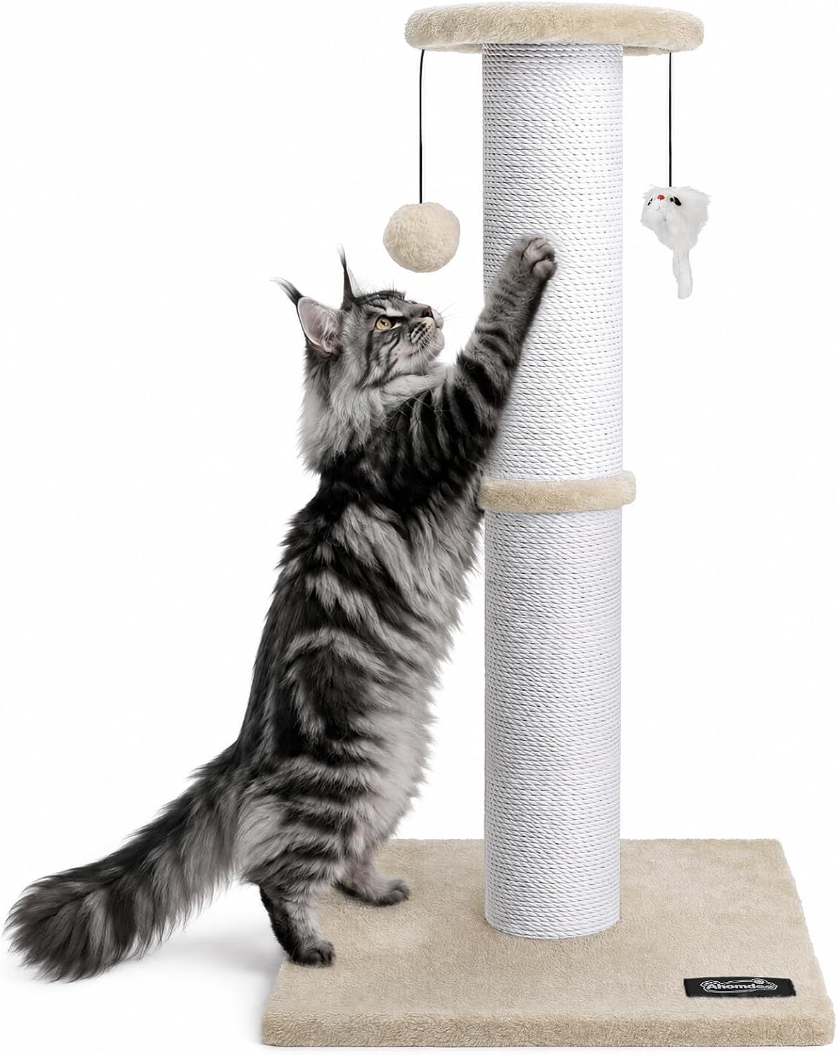 The cat caught