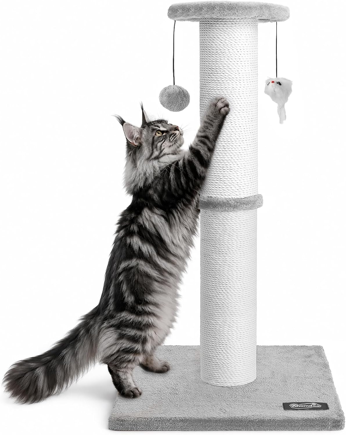 The cat caught
