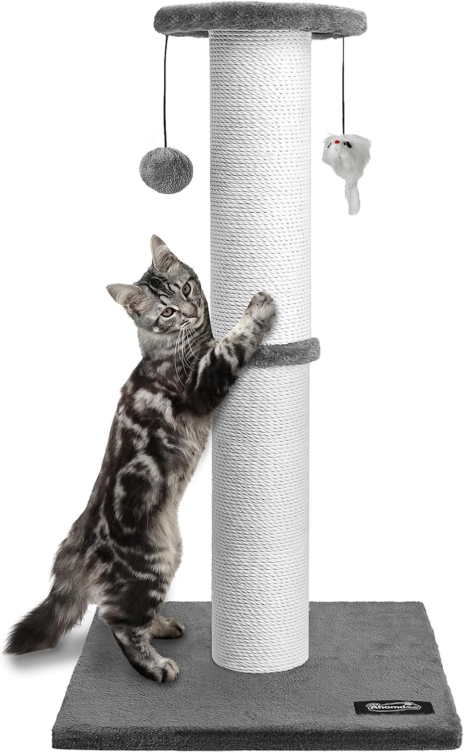 The cat caught