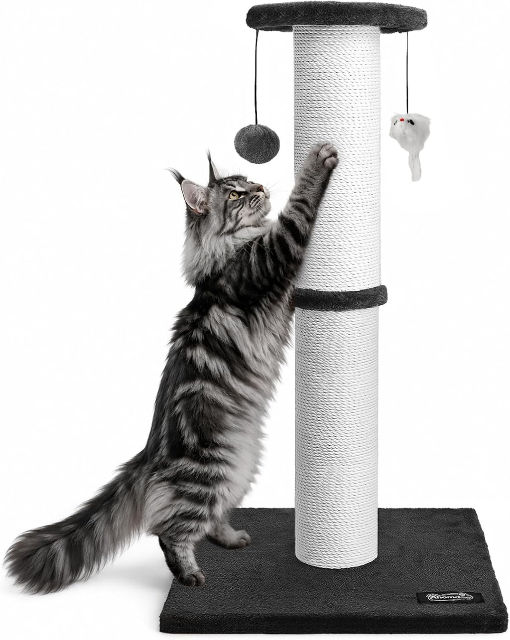 The cat caught
