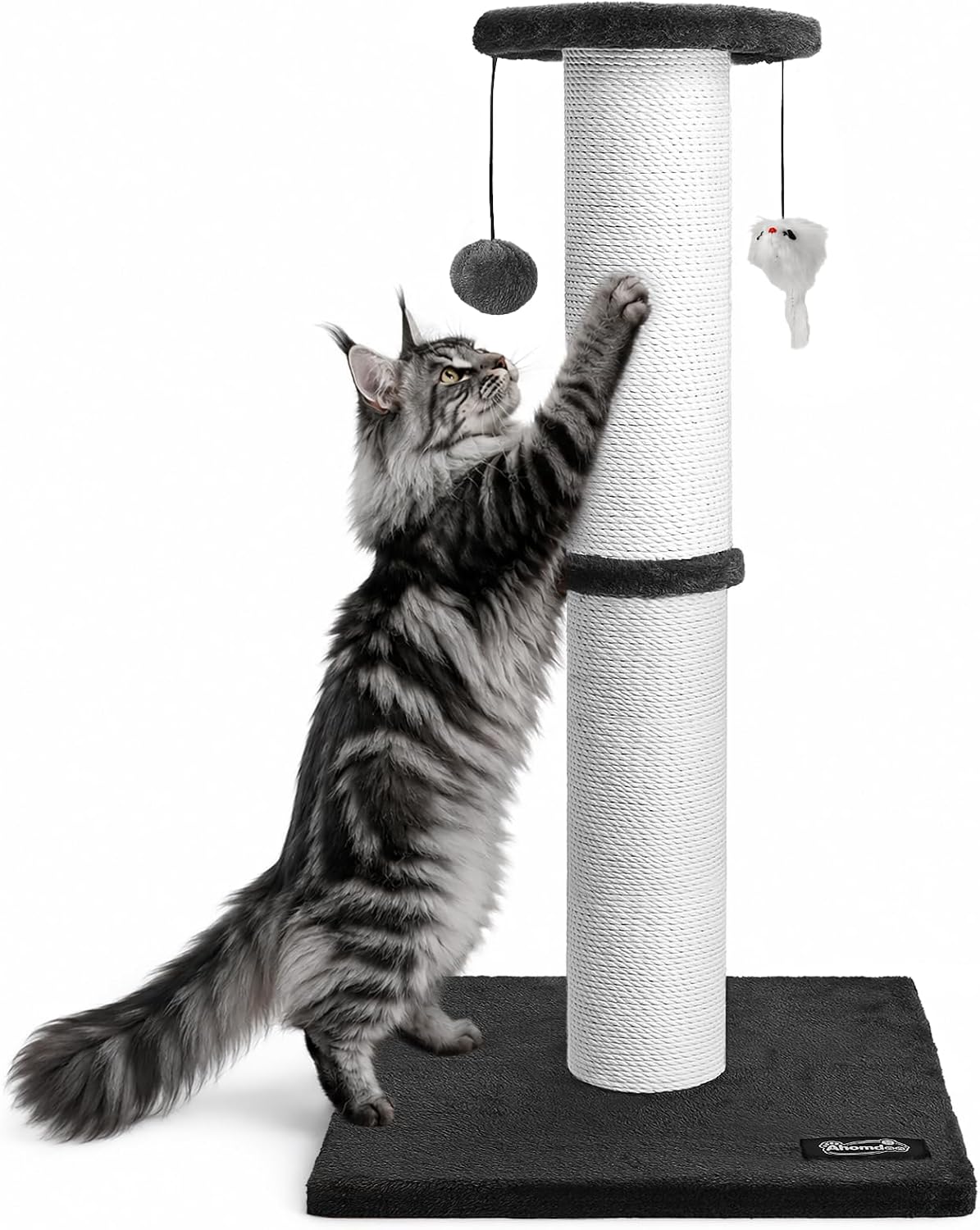 The cat caught